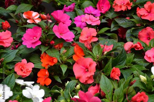 Impatiens walleriana flowers. Beautiful fresh flowers. Summer nature. Garden, park or wild nature plant.