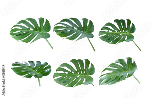  tropical jungle Monstera leaves on white background © supamas