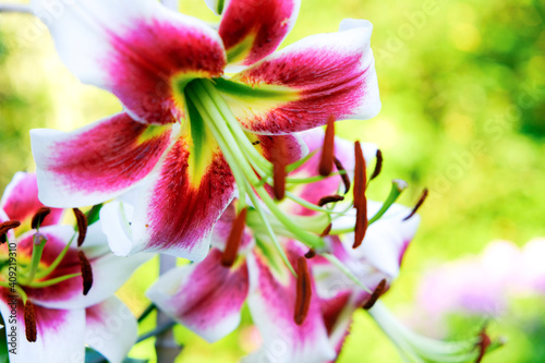 Beautiful lily flowers on a background of green leaves outdoors