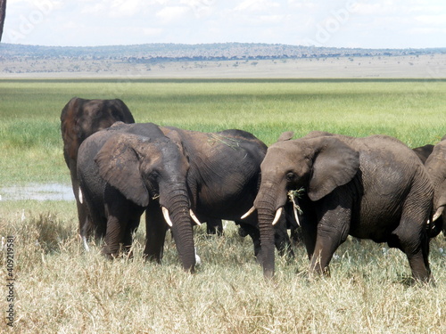 Elephant Tarangire National Park Tanzania