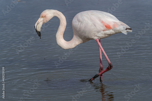 Lone flamingo cleaning its feathers in the lagoon