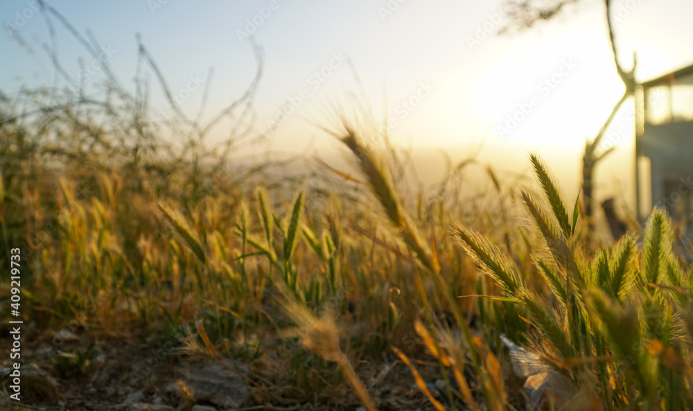 Cogon grass in a beautiful sunset view. Landscape and nature background.