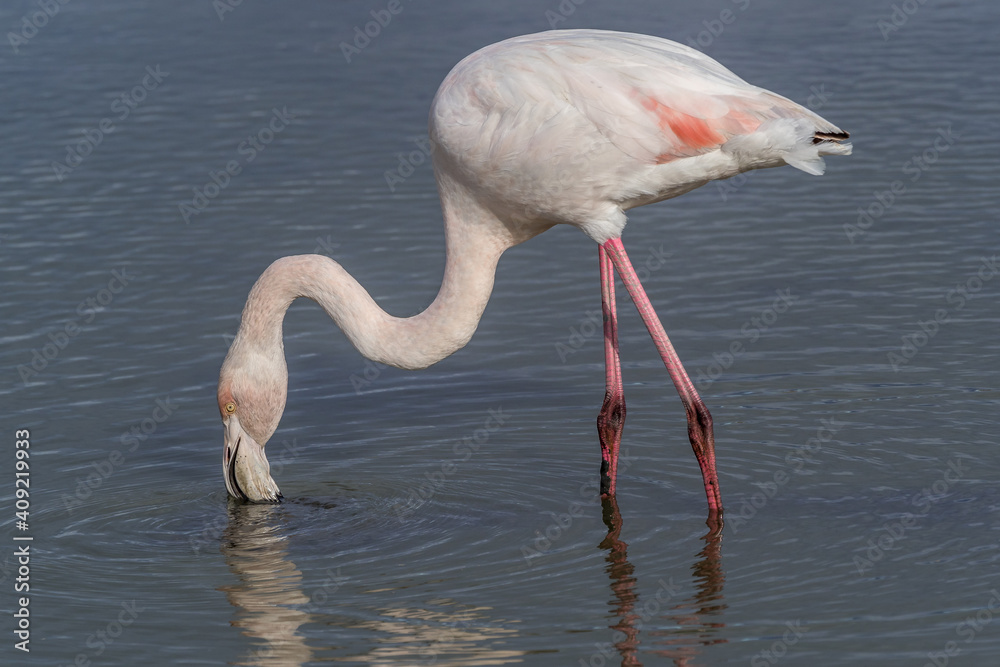Lone flamingo cleaning its feathers in the lagoon