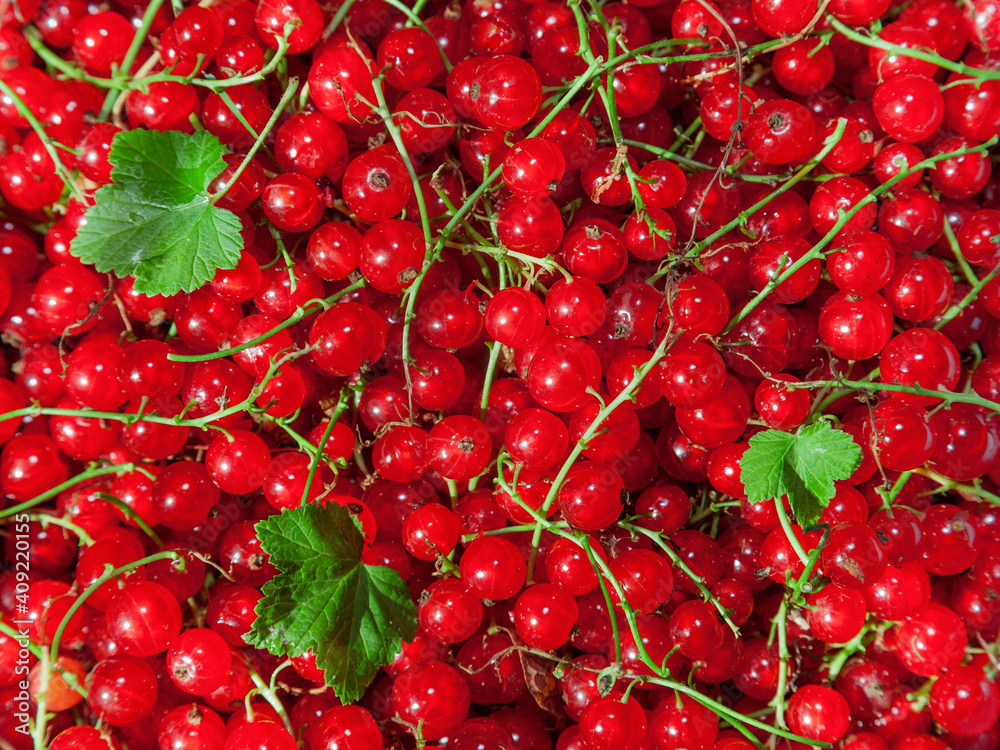 Background of red currant.
Ripe red currants close-up as background. Harvest the ripe berries of red currants. A bunch of red currants on a branch Background of red currant.
Ripe red currants close-up as background. Harvest the ripe berries of red currants. A bunch of red currants on a branch