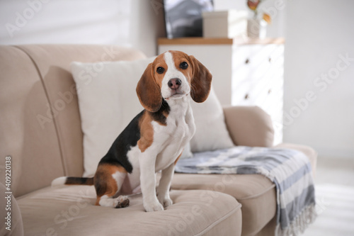 Cute Beagle puppy on sofa indoors. Adorable pet