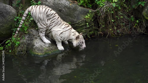Big predator white tiger drinking at river, real time photo