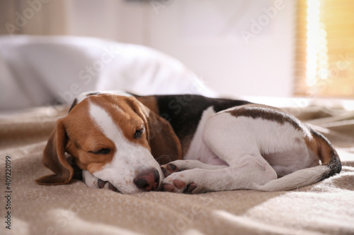 Cute Beagle puppy sleeping on bed at home. Adorable pet © New Africa
