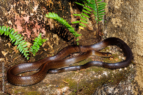 Asiatische Rattenschlange / Oriental Ratsnake, Dhaman (Ptyas mucosa) - Sri Lanka photo