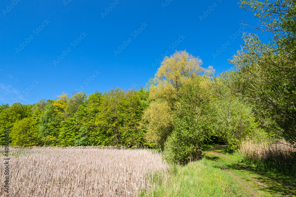 Landschaft mit Schilf und Bäumen bei Kuchelmiß Landschaft mit Schilf und Bäumen bei Kuchelmiß