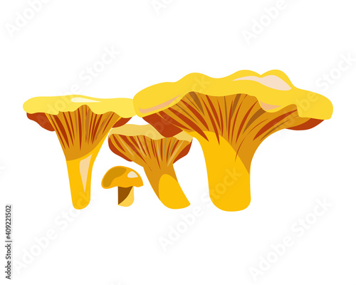 Chanterelle mushrooms on a white background