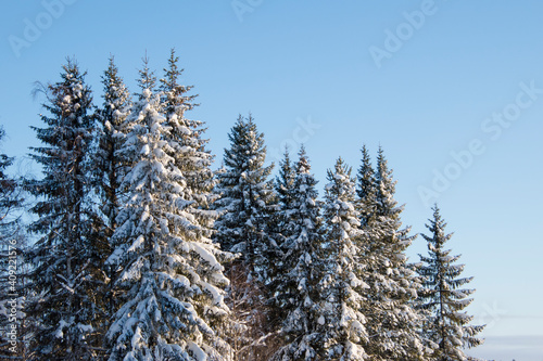 ice, wood, tree, forest, frost, christmas, snowy, sky, cold, white, outdoor, background, season, winter, landscape, nature, snow, pine, covered, day, clear, sweden, fir, scene, trees,