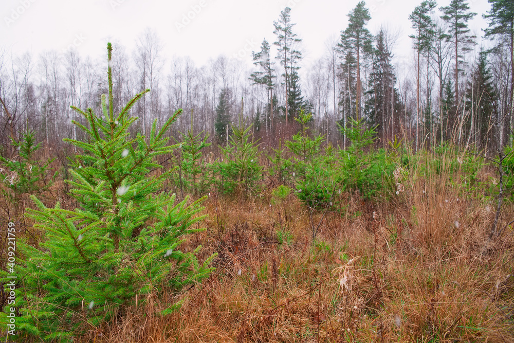 Young seedlings grow on the site of a felled forest. The concept of reforestation after felling. Young seedlings grow on the site of a felled forest. The concept of reforestation after felling.