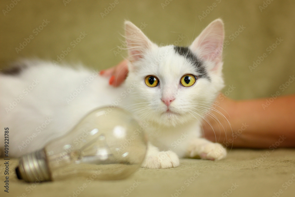 Fototapeta premium Small kitten with white and gray fur near a light bulb