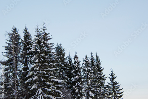 ice, wood, tree, forest, frost, christmas, snowy, sky, cold, white, outdoor, background, season, winter, landscape, nature, snow, pine, covered, day, clear, sweden, fir, scene, trees,