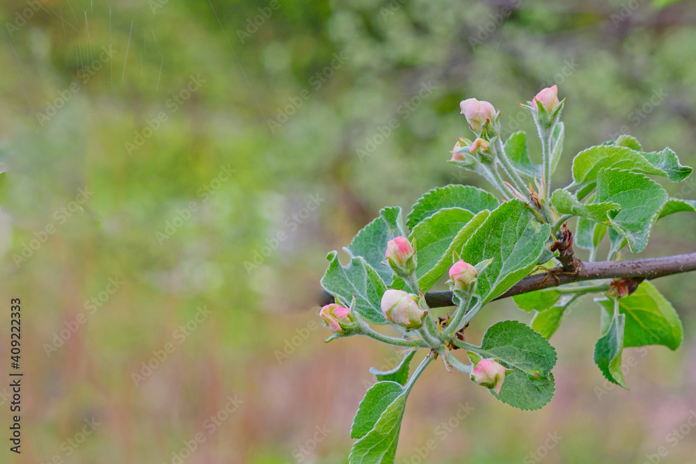 The first flowers appeared on a young apple tree in early spring The first flowers appeared on a young apple tree in early spring