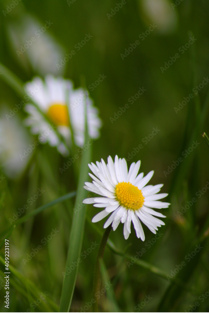 Das Gänseblümchen ist eine Pflanzenart der Familie der Korbblütler Das Gänseblümchen ist eine Pflanzenart der Familie der Korbblütler