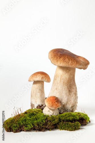 Group porcini on light background. White edible wild mushrooms stands on a moss stand. Boletus edulis or Mushroom of Cep isolated on white background close up. Illustration of a kind of mushroom.