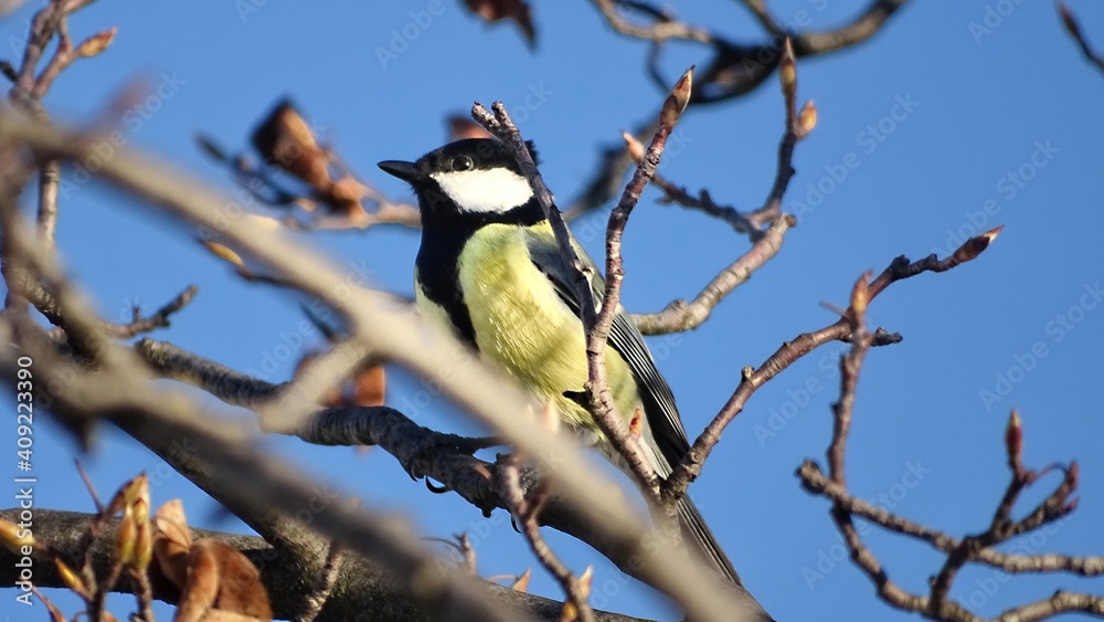 Naklejka premium spotted woodpecker