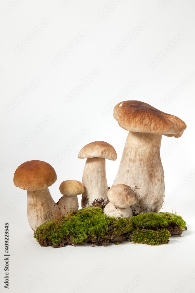 Group porcini on light background. White edible wild mushrooms stands on a moss stand. Boletus edulis or Mushroom of Cep isolated on white background close up. Illustration of a kind of mushroom. Group porcini on light background. White edible wild mushrooms stands on a moss stand. Boletus edulis or Mushroom of Cep isolated on white background close up. Illustration of a kind of mushroom.