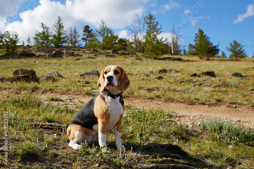 Beagle dog on a walk in the summer.