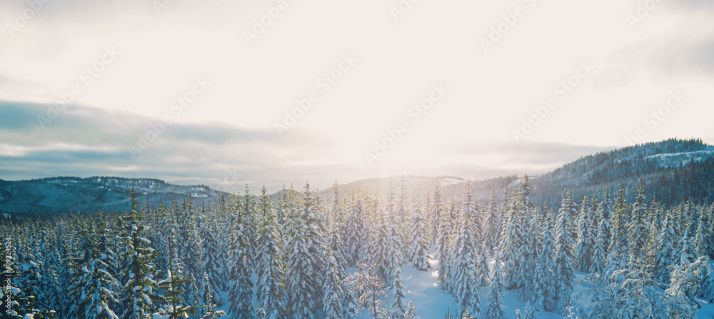 Beautiful panoramic sunset over a wild snow covered pine tree forest in the mountains.