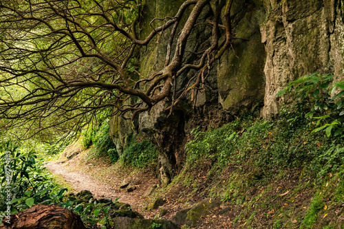 Mystischer Trail vorbei an Felsen und üppiger Natur auf den Azoren