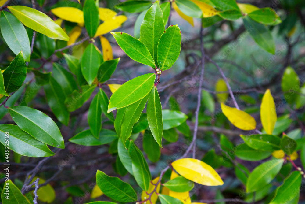 Obraz premium Prunus laurocerasus or cherry laurel green leaves in sunlight
