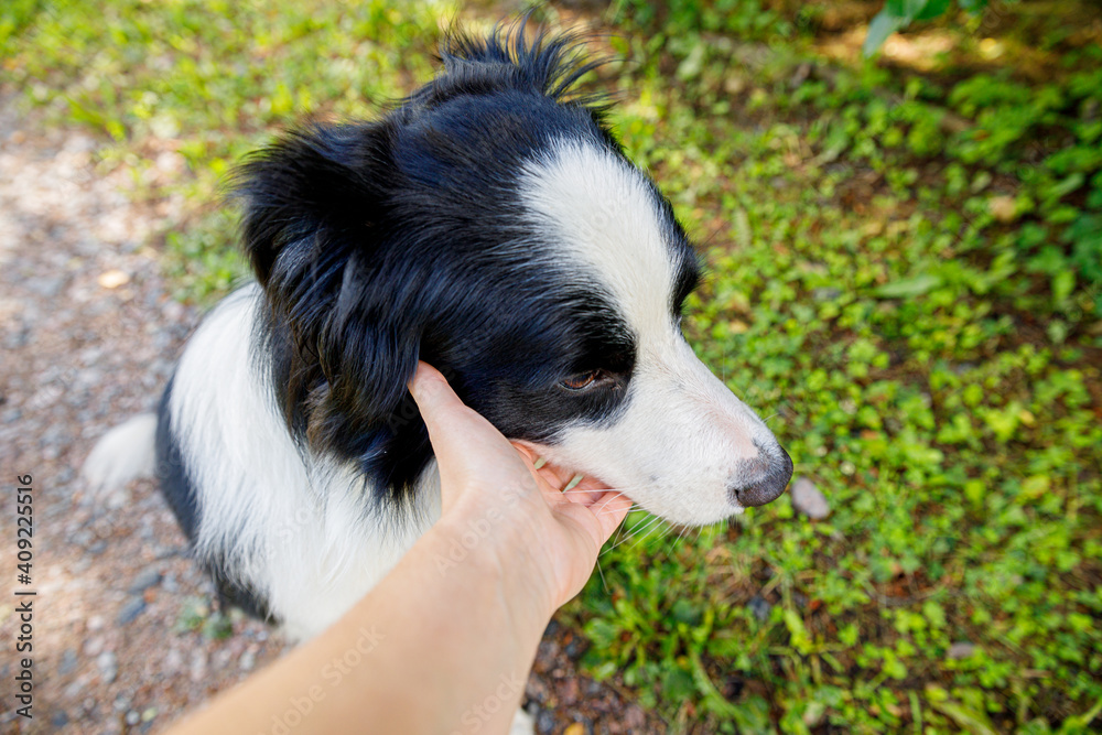 Obraz premium Woman hand stroking puppy dog border collie in summer garden or city park outdoor. Close up dog portrait. Owner playing with dog friend. Love for pets friendship support team concept.