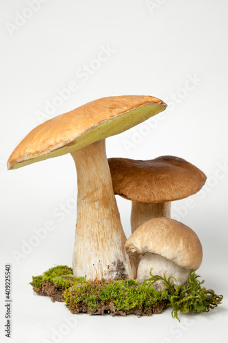 Group porcini on light background. White edible wild mushrooms stands on a moss stand. Boletus edulis or Mushroom of Cep isolated on white background close up. Illustration of a kind of mushroom.