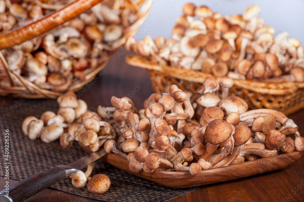 Basket with forest mushrooms honey agarics. Composition of raw mushrooms on a wooden background Basket with forest mushrooms honey agarics. Composition of raw mushrooms on a wooden background