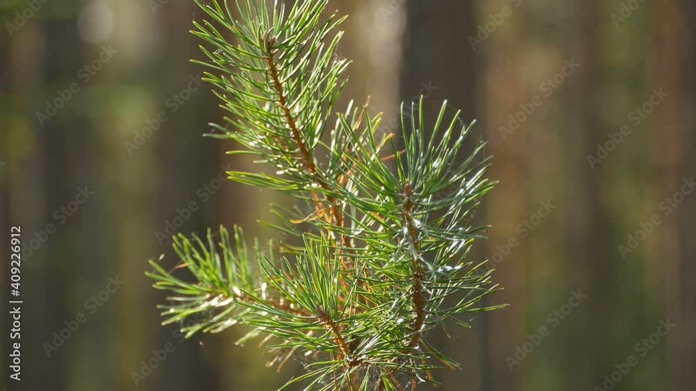 pine green branches and needles close-up in a spider web illuminated by the rays of the sun