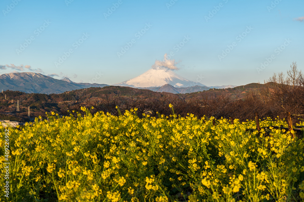 Fototapeta premium 早春の吾妻山公園 富士山と菜の花