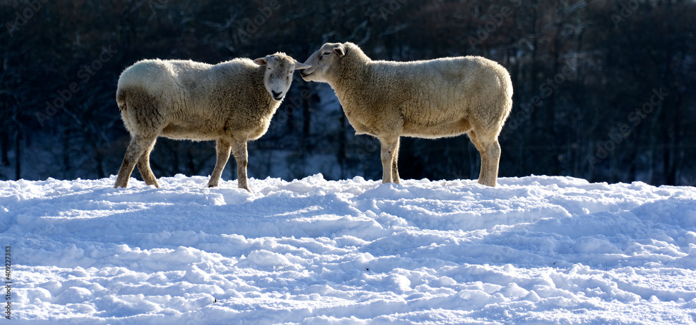 A sheep appearing to whisper to another sheep A sheep appearing to whisper to another sheep