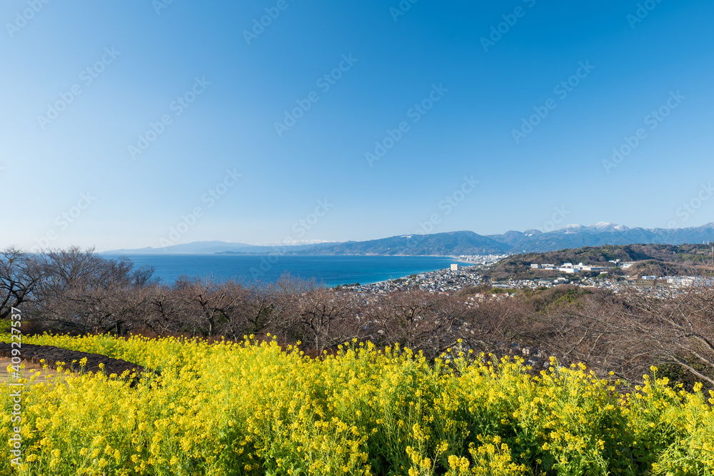 吾妻山公園の菜の花と相模湾の風景　1月