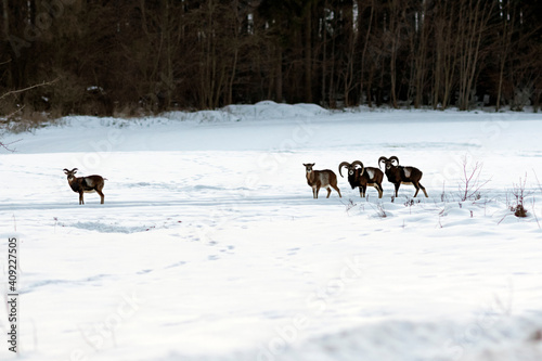 A flock of mouflons in winter in the snow on the field.