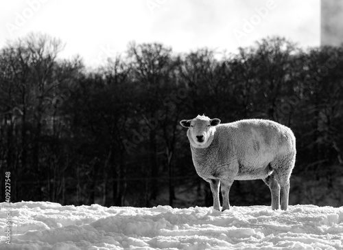 Solitary sheep in winter looking at the camera
