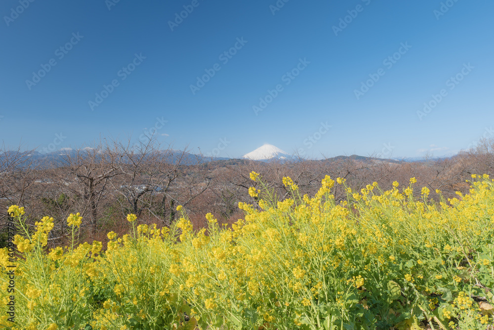 早春の吾妻山公園　富士山と菜の花