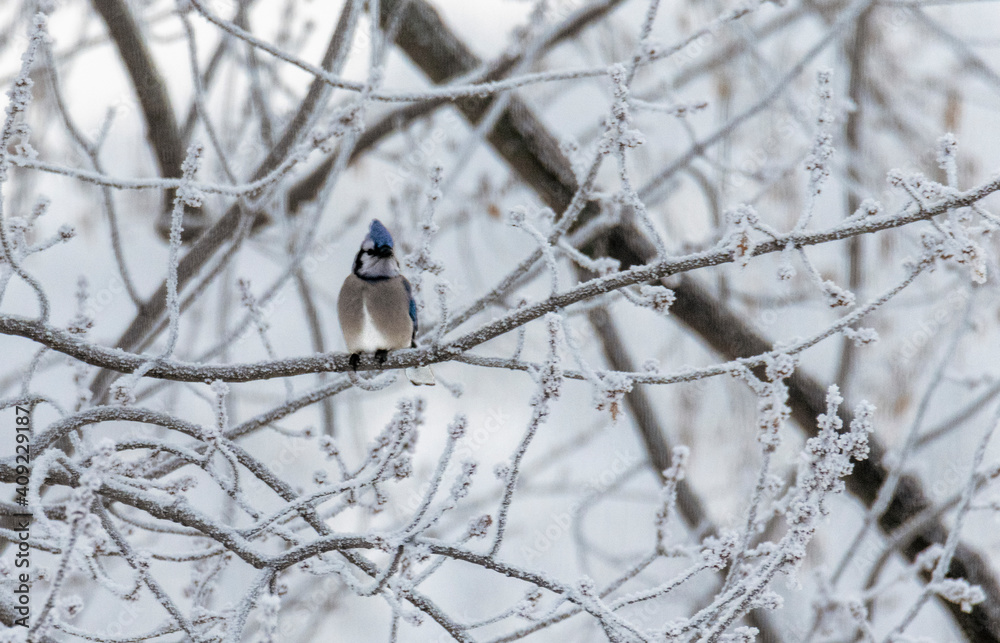 blue Jay bird sitting in frosty winter tree branches blue Jay bird sitting in frosty winter tree branches