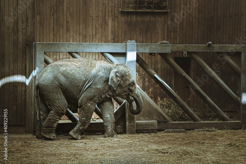 mały słoń na wybiegu w zoo podziwiany przez widzów
