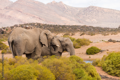 Photography african elephants in the savannah against a mountain backdrop in the Western Cap