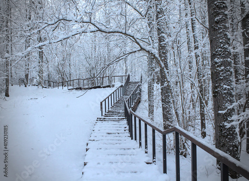 path in winter forest