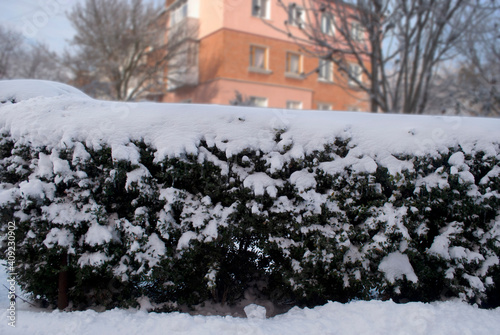 green bushes in the snow