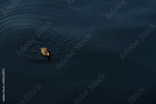 天王洲の運河を泳ぐ水鳥 夕景