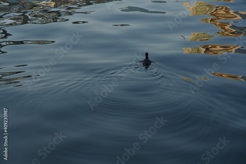 天王洲の運河を泳ぐ水鳥
夕景