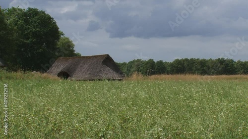  thatched roof of a reconstructed iron age farm behind buckwheat field  + pan rural landscape. ORVELTE, THE NETHERLANDS 