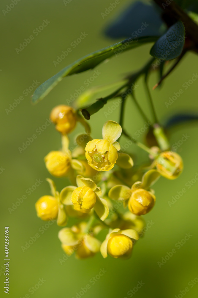 Common barberry (Berberis vulgaris) or European barberry, a shrub in the genus Berberis, family Berberidaceae. Shrub with yellow long panicles flowers blooming in late spring. Common barberry (Berberis vulgaris) or European barberry, a shrub in the genus Berberis, family Berberidaceae. Shrub with yellow long panicles flowers blooming in late spring.