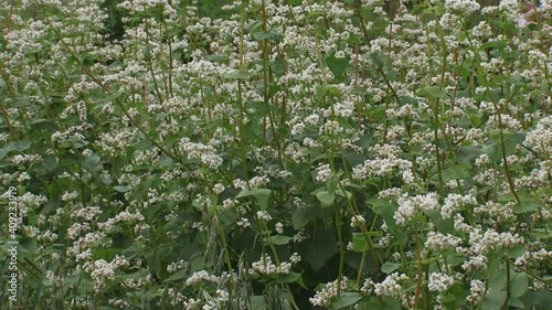 Fagopyrum esculentum, buckwheat field + pan. Despite the name, buckwheats are not related to wheat. The world's largest producer of buckwheat now is China.