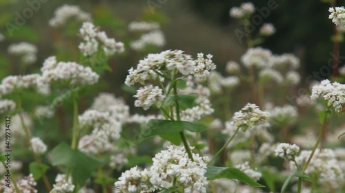 Fagopyrum esculentum, buckwheat field. Despite the name, buckwheats are not related to wheat. The world's largest producer of buckwheat now is China.