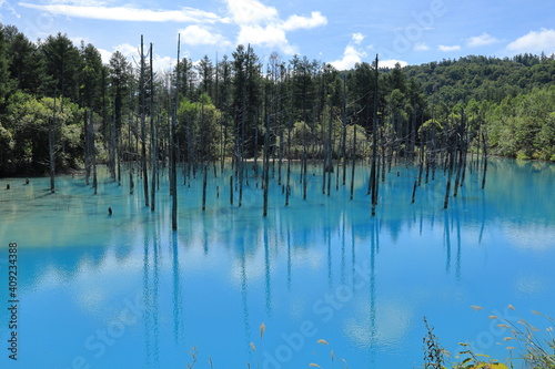北海道 美瑛町の青い池 幻想的なビエイブルー