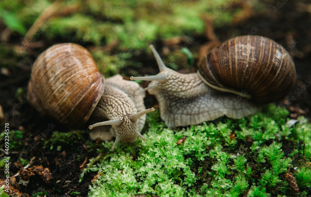 snail on a leaf